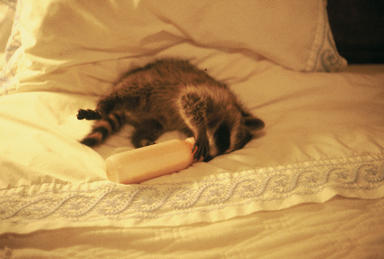 Baby raccoon on bed sucking on baby bottle.