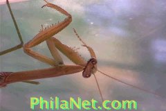 Praying Mantis From PhilaNet.com (Philadelphia)